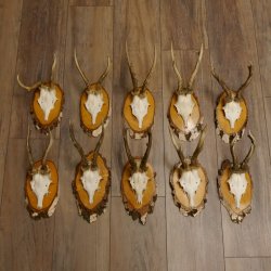 10 Stück Rehgeweihe Rehbocke Reh Bock Geweihe auf Birke Schildern 22.1211