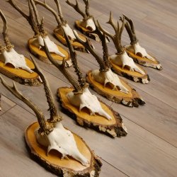 10 Stück Rehgeweihe Rehbocke Reh Bock Geweihe auf Birke Schildern 22.1211