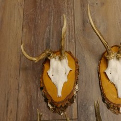 10 Stück Rehgeweihe Rehbocke Reh Bock Geweihe auf Birke Schildern 22.1211