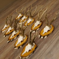 10 pieces of deer antlers, roebuck antlers, deer antlers on birch signs 22.1211