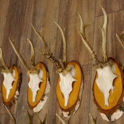 10 pieces of deer antlers, roebuck antlers, deer antlers on birch signs 22.1211