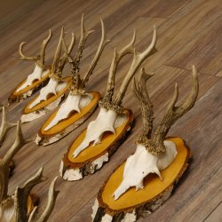 10 pieces of deer antlers, roebuck antlers, deer antlers on birch signs 22.1211
