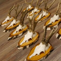 10 pieces of deer antlers, roebuck antlers, deer antlers on birch signs 22.1211