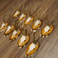 10 pieces of deer antlers, roebuck antlers, deer antlers on birch signs 22.1211