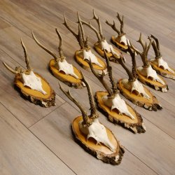 10 pieces of deer antlers, roebuck antlers, deer antlers on birch signs 22.1211