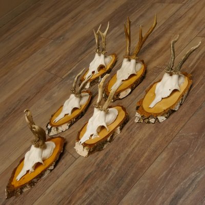 6 Stück Rehgeweihe Rehbocke Reh Bock Geweihe auf Birke Schildern 22.1216