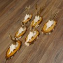 6 Stück Rehgeweihe Rehbocke Reh Bock Geweihe auf Birke Schildern 22.1216