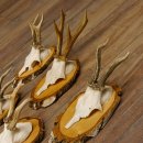 6 Stück Rehgeweihe Rehbocke Reh Bock Geweihe auf Birke Schildern 22.1216