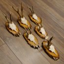 6 Stück Rehgeweihe Rehbocke Reh Bock Geweihe auf Birke Schildern 22.1216