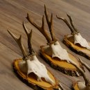 6 Stück Rehgeweihe Rehbocke Reh Bock Geweihe auf Birke Schildern 22.1216