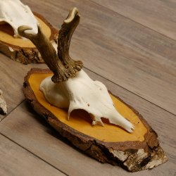 6 Stück Rehgeweihe Rehbocke Reh Bock Geweihe auf Birke Schildern 22.1216