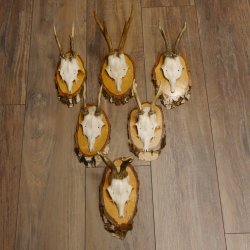 6 Stück Rehgeweihe Rehbocke Reh Bock Geweihe auf Birke Schildern 22.1216