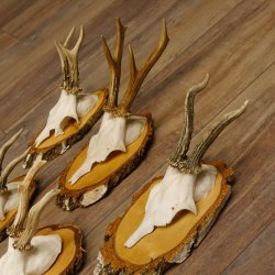 6 Stück Rehgeweihe Rehbocke Reh Bock Geweihe auf Birke Schildern 22.1216