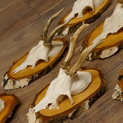 6 Stück Rehgeweihe Rehbocke Reh Bock Geweihe auf Birke Schildern 22.1216