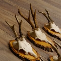 6 Stück Rehgeweihe Rehbocke Reh Bock Geweihe auf Birke Schildern 22.1216