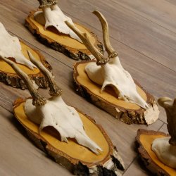 6 Stück Rehgeweihe Rehbocke Reh Bock Geweihe auf Birke Schildern 22.1216