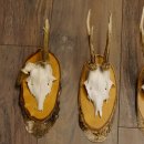 5 Stück Rehgeweihe Rehbocke Reh Bock Geweihe auf Birke Schildern 22.1217