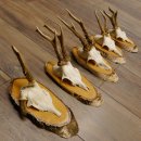 5 pieces of deer antlers, roe deer, roe buck, antlers on...