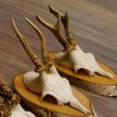 5 piezas de cuernos de ciervo macho, ciervo macho, cuernos de ciervo macho sobre letreros de abedul 22.1217