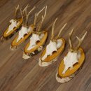 5 piezas de cuernos de ciervo macho, ciervo macho, cuernos de ciervo macho sobre letreros de abedul 22.1217