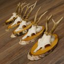 5 piezas de cuernos de ciervo macho, ciervo macho, cuernos de ciervo macho sobre letreros de abedul 22.1217