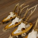 5 piezas de cuernos de ciervo macho, ciervo macho, cuernos de ciervo macho sobre letreros de abedul 22.1217