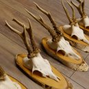 5 piezas de cuernos de ciervo macho, ciervo macho, cuernos de ciervo macho sobre letreros de abedul 22.1217