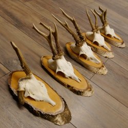5 Stück Rehgeweihe Rehbocke Reh Bock Geweihe auf Birke Schildern 22.1217