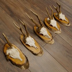 5 Stück Rehgeweihe Rehbocke Reh Bock Geweihe auf Birke Schildern 22.1217