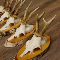 5 Stück Rehgeweihe Rehbocke Reh Bock Geweihe auf Birke Schildern 22.1217