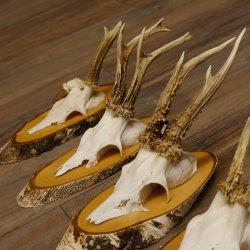 5 Stück Rehgeweihe Rehbocke Reh Bock Geweihe auf Birke Schildern 22.1217
