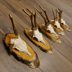 5 Stück Rehgeweihe Rehbocke Reh Bock Geweihe auf Birke Schildern 22.1217