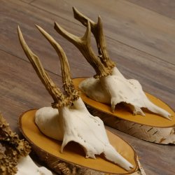 5 piezas de cuernos de ciervo macho, ciervo macho, cuernos de ciervo macho sobre letreros de abedul 22.1217