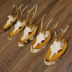 5 piezas de cuernos de ciervo macho, ciervo macho, cuernos de ciervo macho sobre letreros de abedul 22.1217