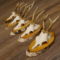 5 piezas de cuernos de ciervo macho, ciervo macho, cuernos de ciervo macho sobre letreros de abedul 22.1217