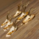 6 pieces of deer antlers, roebuck antlers, roebuck...