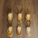 6 pieces of deer antlers, roebuck antlers, roebuck...