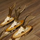 6 piezas de cuernos de corzo, corzo macho, cuernos de corzo macho sobre carteles de abedul 22.1218