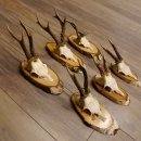 6 piezas de cuernos de corzo, corzo macho, cuernos de corzo macho sobre carteles de abedul 22.1218