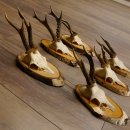6 piezas de cuernos de corzo, corzo macho, cuernos de corzo macho sobre carteles de abedul 22.1218