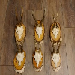 6 Stück Rehgeweihe Rehbocke Reh Bock Geweihe auf Birke Schildern 22.1218