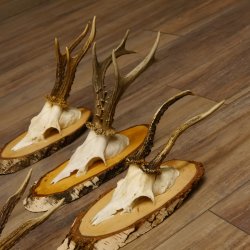 6 piezas de cuernos de corzo, corzo macho, cuernos de corzo macho sobre carteles de abedul 22.1218