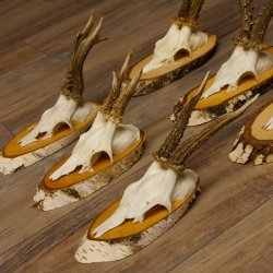 6 piezas de cuernos de corzo, corzo macho, cuernos de corzo macho sobre carteles de abedul 22.1218