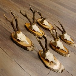 6 piezas de cuernos de corzo, corzo macho, cuernos de corzo macho sobre carteles de abedul 22.1218