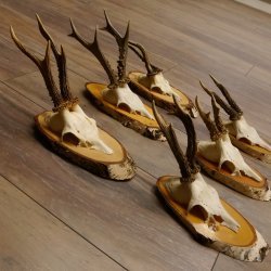 6 piezas de cuernos de corzo, corzo macho, cuernos de corzo macho sobre carteles de abedul 22.1218