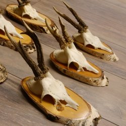 6 piezas de cuernos de corzo, corzo macho, cuernos de corzo macho sobre carteles de abedul 22.1218