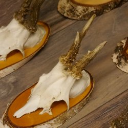 6 piezas de cuernos de corzo, corzo macho, cuernos de corzo macho sobre carteles de abedul 22.1218