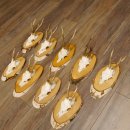 9 Stück Rehgeweihe Rehbocke Reh Bock Geweihe auf Birke Schildern 22.1219