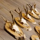 9 pieces of deer antlers, roe deer, roe buck, antlers on...