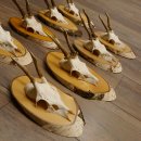 9 Stück Rehgeweihe Rehbocke Reh Bock Geweihe auf Birke Schildern 22.1219